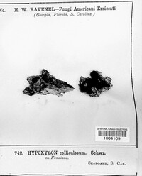 Hypoxylon colliculosum image